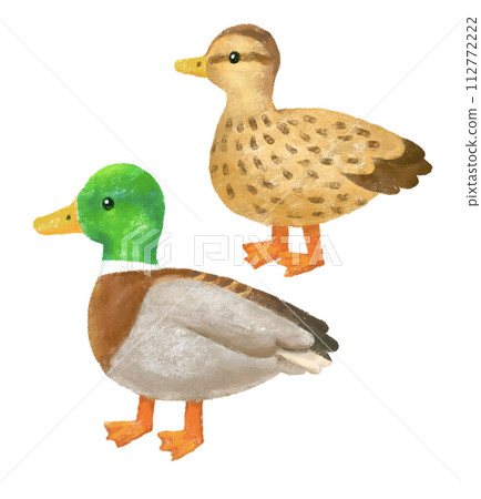 Illustration of mallard 112772222
