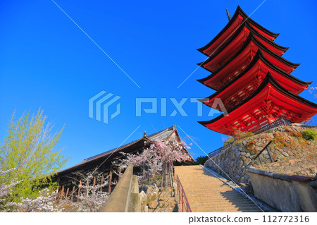 【廣島縣】櫻花盛開、嚴島神社和豐國神社的五重寶塔（宮島） 112772316