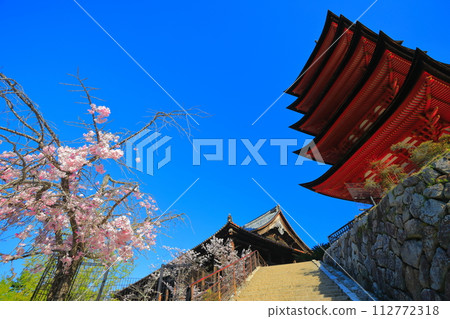 【廣島縣】櫻花盛開、嚴島神社和豐國神社的五重寶塔（宮島） 112772318