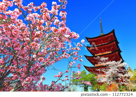 [Hiroshima Prefecture] Cherry blossoms in full bloom and the five-storied pagoda of Itsukushima Shrine (Miyajima) 112772324