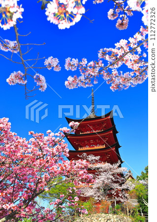 [廣島縣]盛開的櫻花和嚴島神社的五層寶塔（宮島） 112772326
