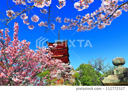 [Hiroshima Prefecture] Cherry blossoms in full bloom and the five-storied pagoda of Itsukushima Shrine (Miyajima) 112772327