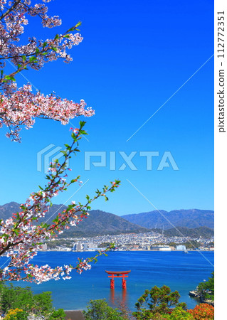[Hiroshima] Cherry blossoms in full bloom and Otorii of Itsukushima Shrine (Miyajima) 112772351