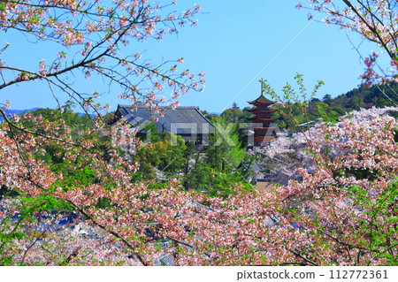 【廣島縣】櫻花盛開、嚴島神社和豐國神社的五重寶塔（宮島） 112772361