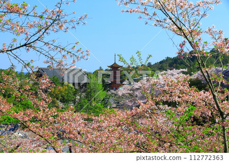 【廣島縣】櫻花盛開、嚴島神社和豐國神社的五重寶塔(宮島) 【廣島縣】櫻花盛開、嚴島神社和豐國神社的五重寶塔(宮島) 112772363