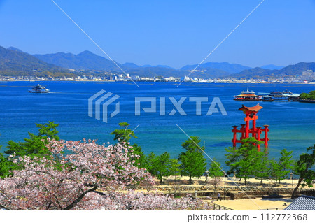 [廣島]盛開的櫻花和嚴島神社的大鳥居（宮島） 112772368