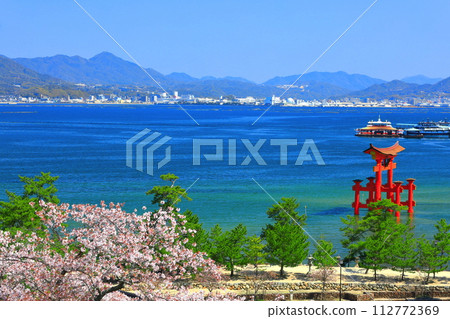 [廣島]盛開的櫻花和嚴島神社的大鳥居（宮島） 112772369