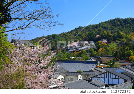 [Hiroshima Prefecture] Cherry blossoms in full bloom, the five-storied pagoda of Itsukushima Shrine and Toyokuni Shrine (Miyajima) 112772372