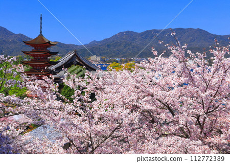[Hiroshima Prefecture] Cherry blossoms in full bloom, the five-storied pagoda of Itsukushima Shrine and Toyokuni Shrine (Miyajima) 112772389