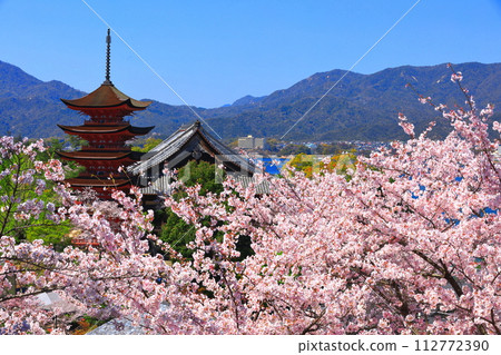 [Hiroshima Prefecture] Cherry blossoms in full bloom, the five-storied pagoda of Itsukushima Shrine and Toyokuni Shrine (Miyajima) 112772390