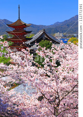 【廣島縣】櫻花盛開、嚴島神社和豐國神社的五重寶塔(宮島) 【廣島縣】櫻花盛開、嚴島神社和豐國神社的五重寶塔(宮島) 112772391