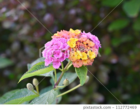 Lantana Citihenga Lantana Citihenga 112772469
