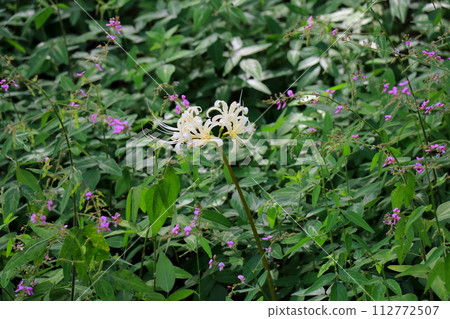 White spider lily and clover flowers White spider lily and clover flowers 112772507