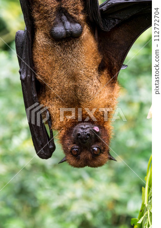 Hanging foxes 112772704