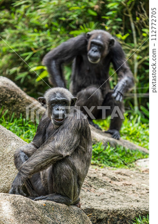 Chimpanzee 112772705