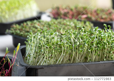 Mix of Microgreens in container 112772863