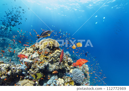 Underwater Tropical Corals Reef with colorful sea fish. Marine life sea world. Tropical colourful underwater seascape. 112772989
