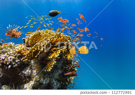 Underwater Tropical Corals Reef with colorful sea fish. Marine life sea world. Tropical colourful underwater seascape. 112772991