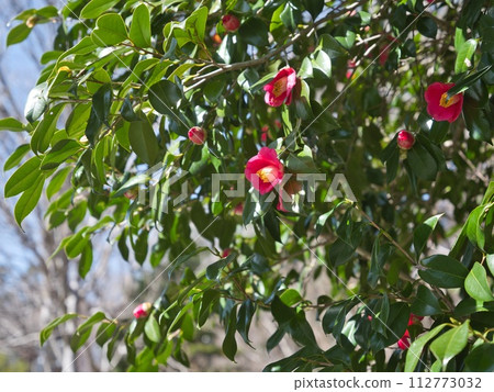 red camellia flower 112773032