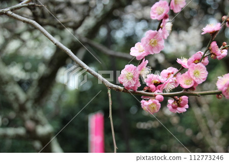 梅花 梅花 112773246