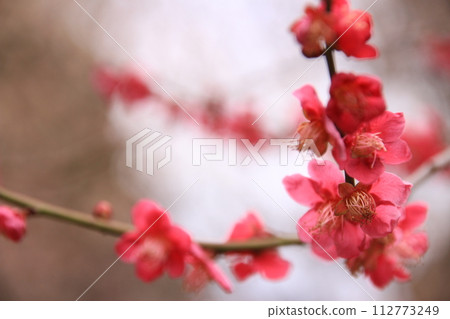 紅梅花 紅梅花 112773249