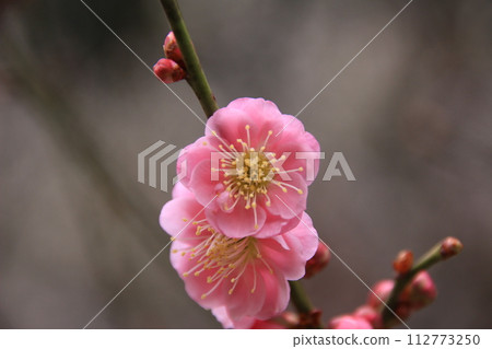 美麗的粉紅色梅花 美麗的粉紅色梅花 112773250