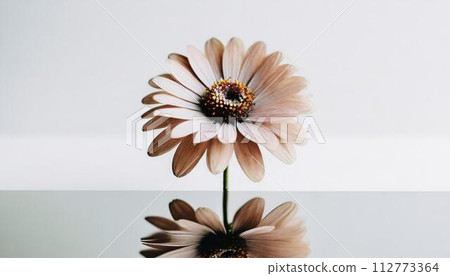 Colorful and beautiful flower gift card Colorful and beautiful flower gift card 112773364