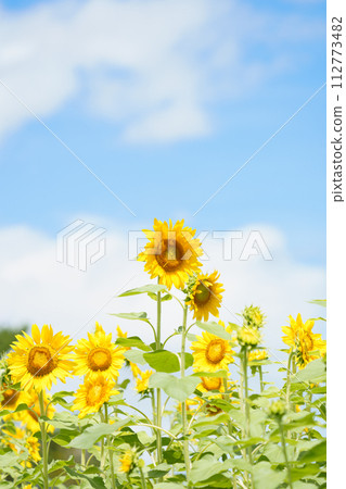Sunny sky and sunflower field 112773482