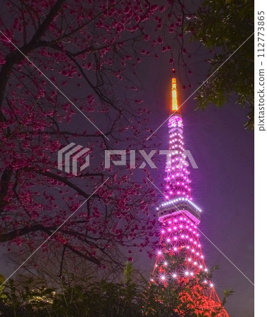 Tokyo Tower illuminated in cherry blossom color and cold scarlet cherry blossoms 112773865