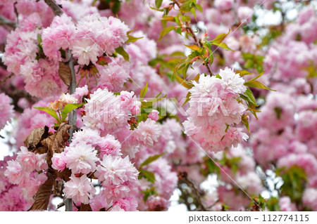 Paris, France. Cherry blossoms blooming in a park near the Champs Elysées. Photographed on April 4, 2022. Paris, France. Cherry blossoms blooming in a park near the Champs Elysées. Photographed on April 4, 2022. 112774115