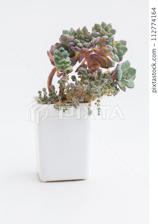 Claster of Echeveria succulent plant in white pot Claster of Echeveria succulent plant in white pot 112774164