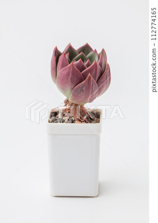 Flower Echeveria Shallot Succulent in white plastic pot on white background Flower Echeveria Shallot Succulent in white plastic pot on white background 112774165