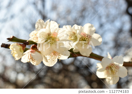 White plum White plum 112774183