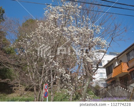 Kobushi鮮花盛開 Kobushi鮮花盛開 112774228