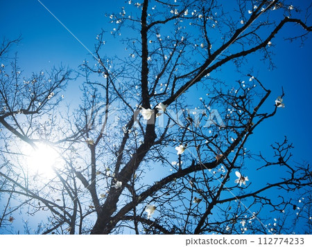 A magnolia flower that shines white like the starry sky 112774233