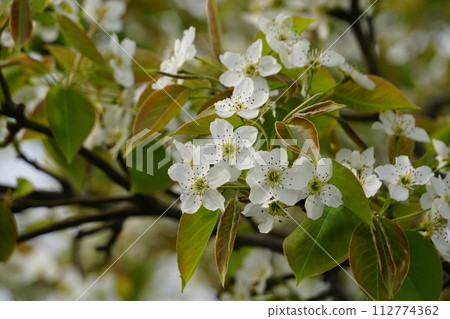 梨花 梨花 112774362