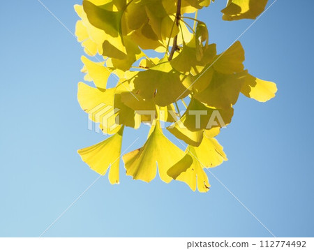 Yellow colored ginkgo leaves and blue sky 112774492