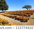 Holiday park full of blooming marigolds 112774820