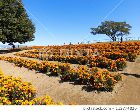 Holiday park full of blooming marigolds 112774820