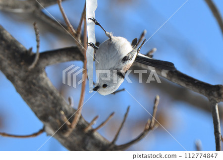A long-tailed tit licks an icicle formed on a maple tree in a Hokkaido park in winter A long-tailed tit licks an icicle formed on a maple tree in a Hokkaido park in winter 112774847