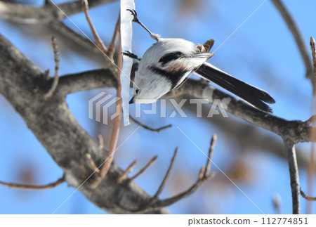 A long-tailed tit licks an icicle formed on a maple tree in a Hokkaido park in winter A long-tailed tit licks an icicle formed on a maple tree in a Hokkaido park in winter 112774851