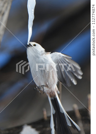 A long-tailed tit hovers and licks a maple icicle in a park in Hokkaido in winter A long-tailed tit hovers and licks a maple icicle in a park in Hokkaido in winter 112774874