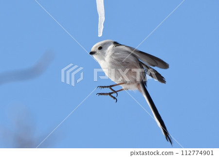 A long-tailed tit hovers and licks a maple icicle in a park in Hokkaido in winter 112774901