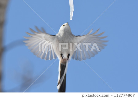 A long-tailed tit hovers and licks a maple icicle in a park in Hokkaido in winter 112774907