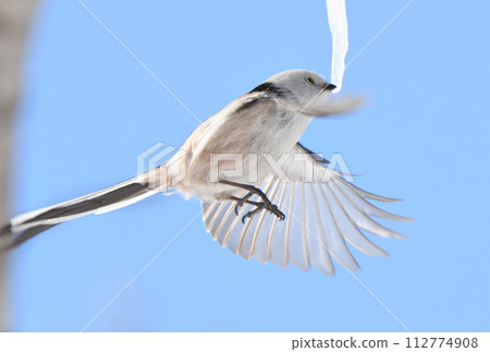 A long-tailed tit hovers and licks a maple icicle in a park in Hokkaido in winter 112774908