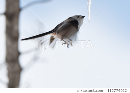 A long-tailed tit hovers and licks a maple icicle in a park in Hokkaido in winter 112774912