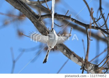 A long-tailed tit hovers and licks a maple icicle in a park in Hokkaido in winter A long-tailed tit hovers and licks a maple icicle in a park in Hokkaido in winter 112774952