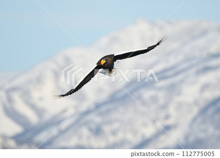 北海道知床羅臼海岸和白雪皚皚的知床山脈附近飛翔的虎頭海雕 北海道知床羅臼海岸和白雪皚皚的知床山脈附近飛翔的虎頭海雕 112775005