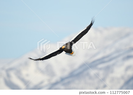 北海道知床羅臼海岸和白雪皚皚的知床山脈附近飛翔的虎頭海雕 北海道知床羅臼海岸和白雪皚皚的知床山脈附近飛翔的虎頭海雕 112775007