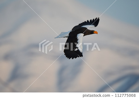 北海道知床羅臼海岸和白雪皚皚的知床山脈附近飛翔的虎頭海雕 112775008